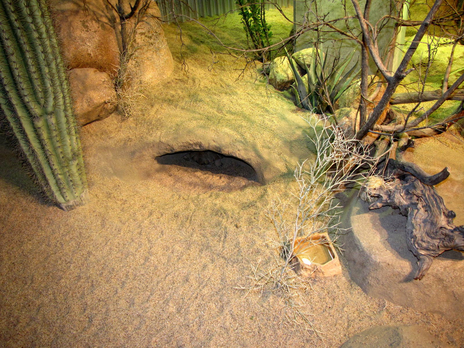 Desert Habitat - Desert Zone