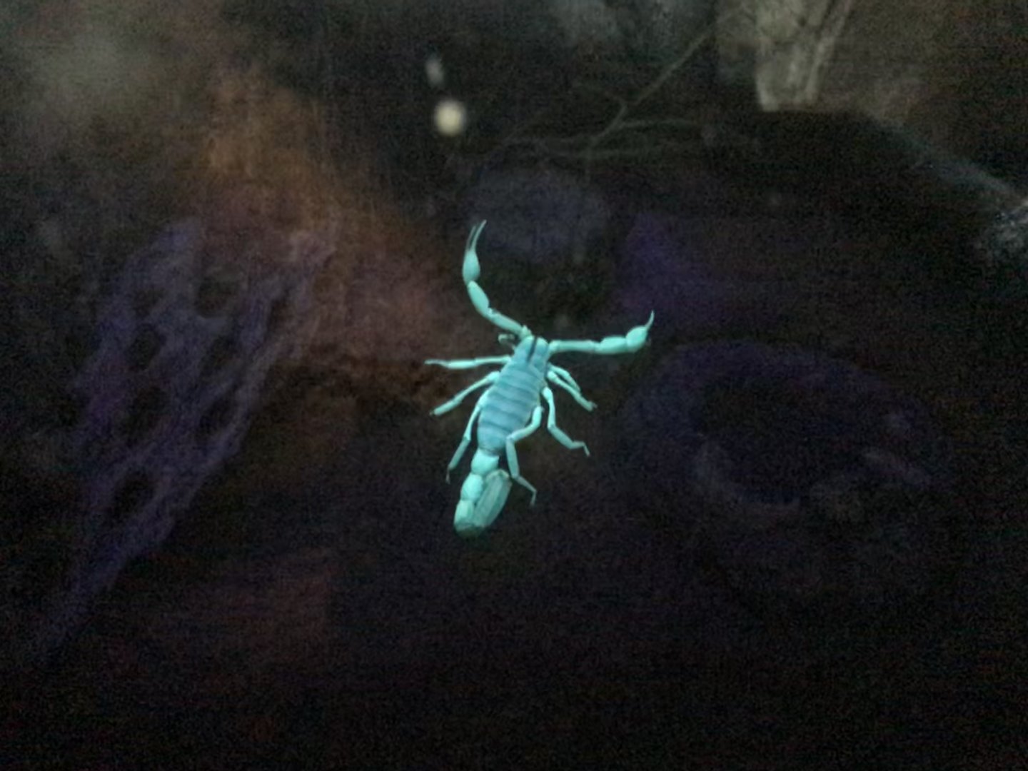 Desert Hairy Scorpion Glowing