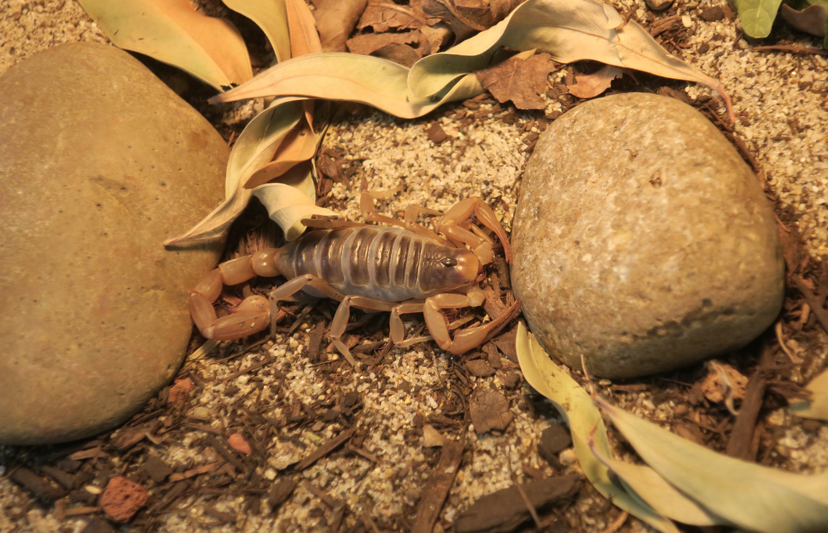 Desert Hairy Scorpion (Hadrurus arizonensis) "Séigo"