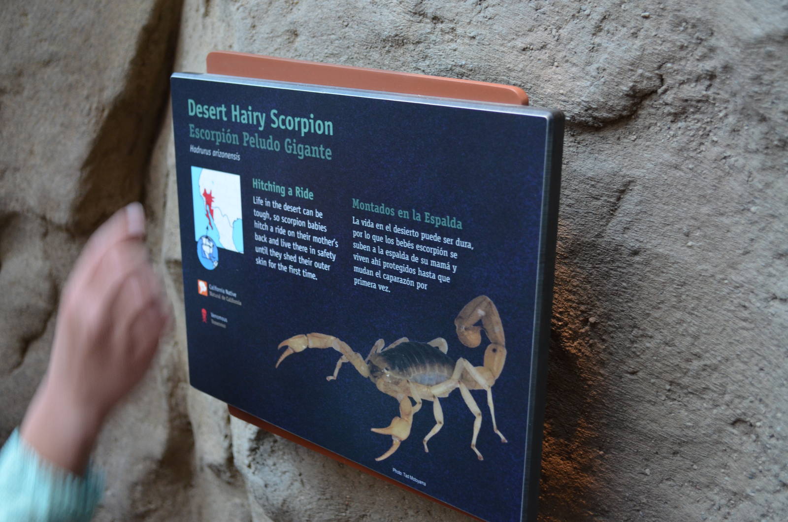 DESERT HAIRY SCORPION SIGNAGE