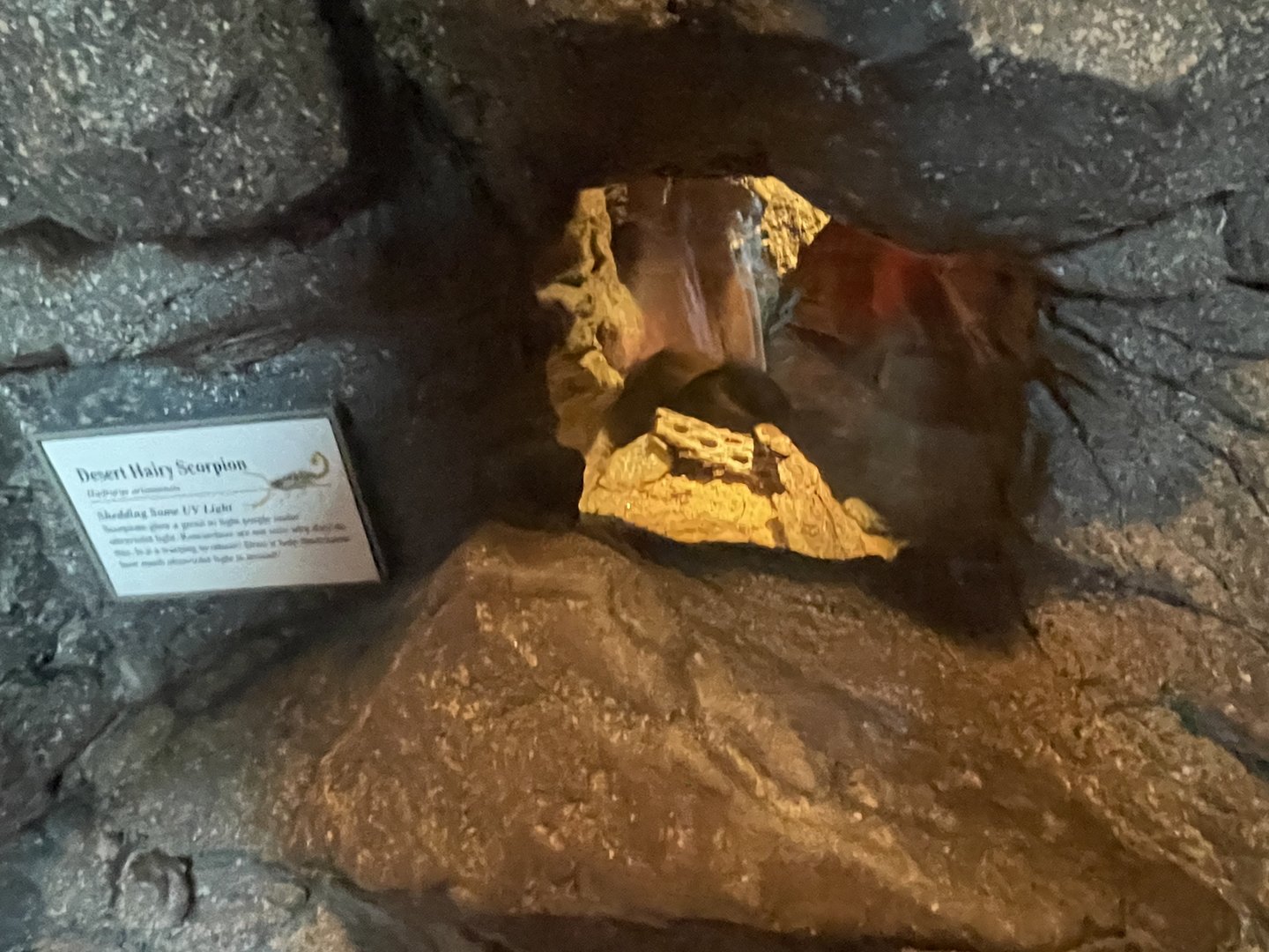 Desert Hairy Scorpion Terrarium