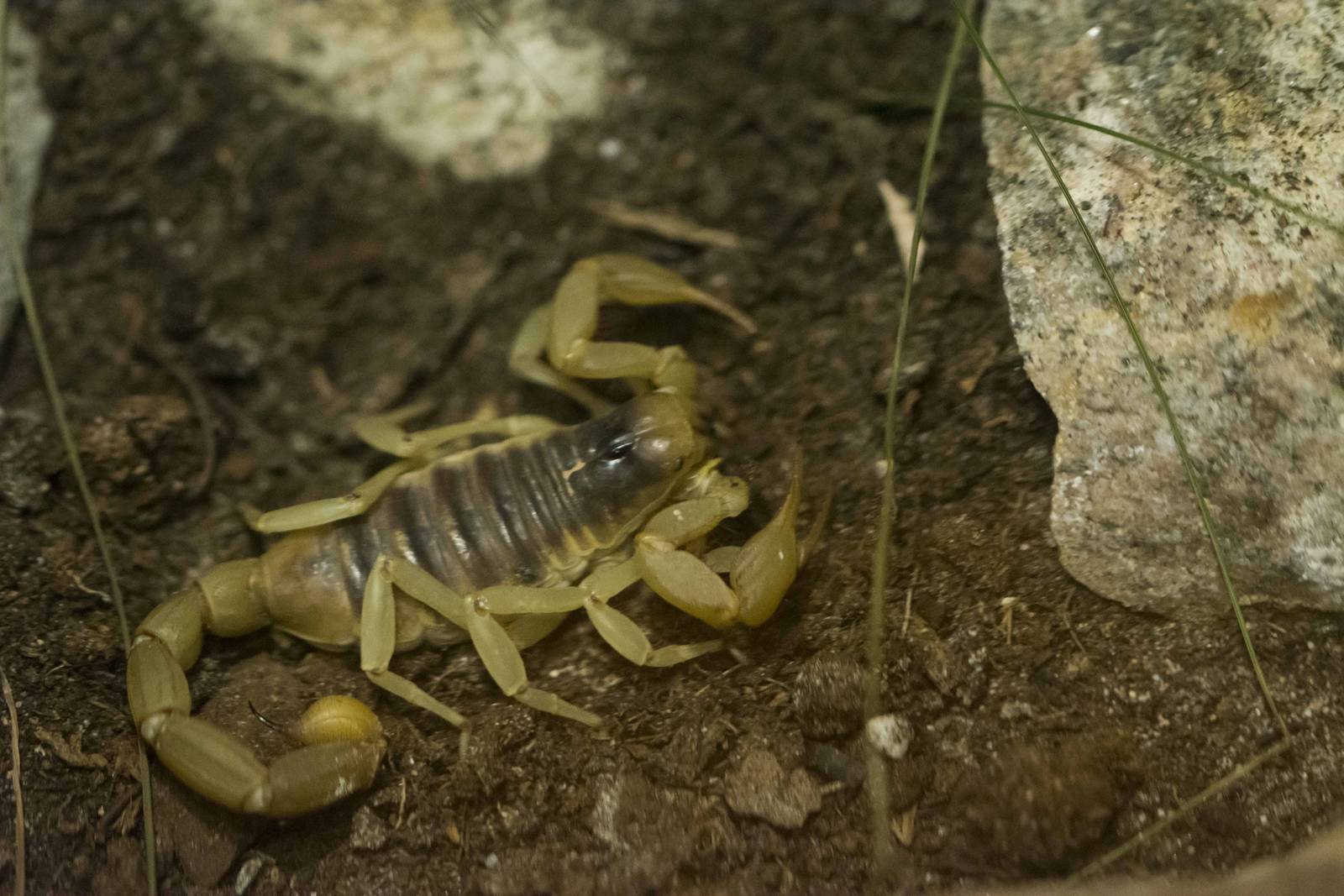 Desert Hairy Scorpion
