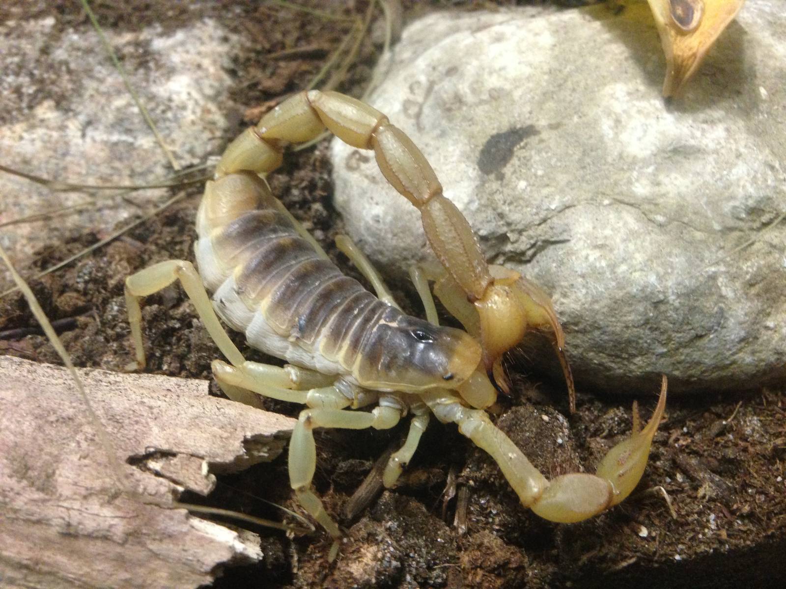 Desert Hairy Scorpion