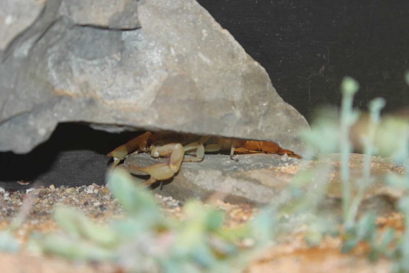 Desert hairy scorpion
