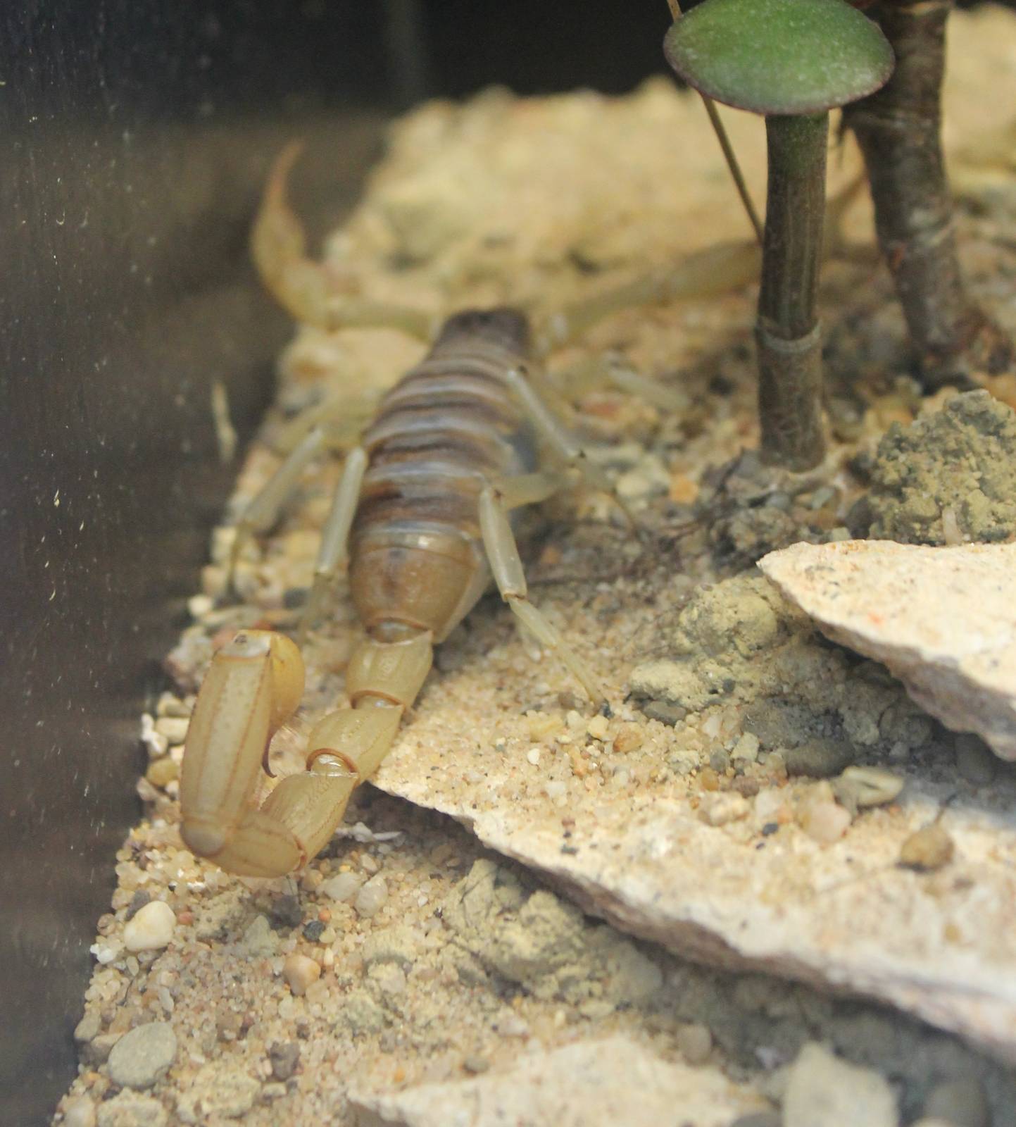 Desert hairy scorpion