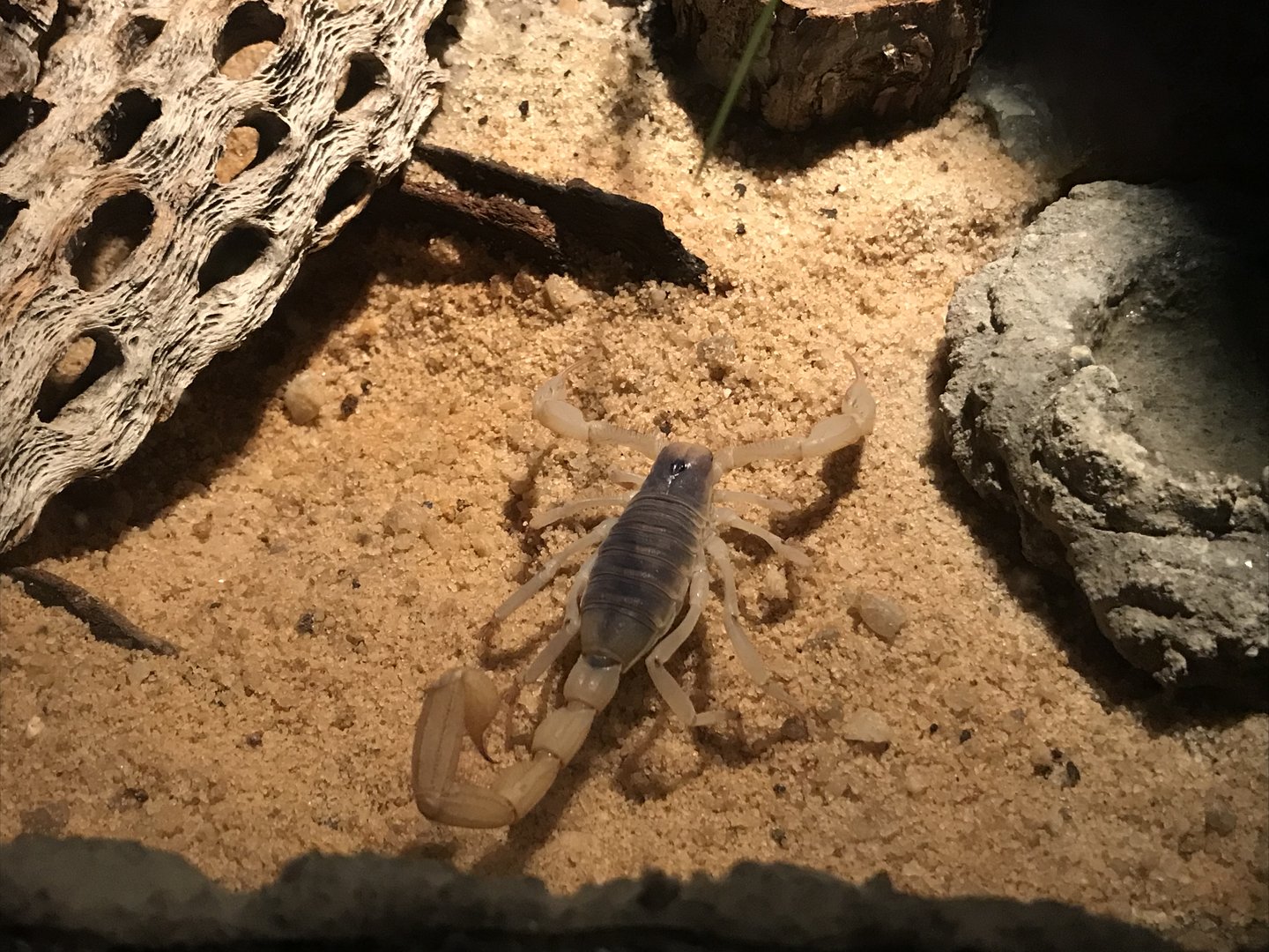Desert Hairy Scorpion