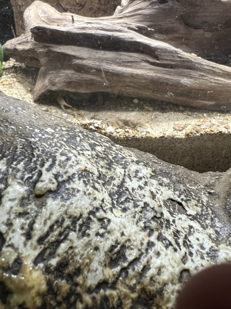 Desert Hairy Scorpion