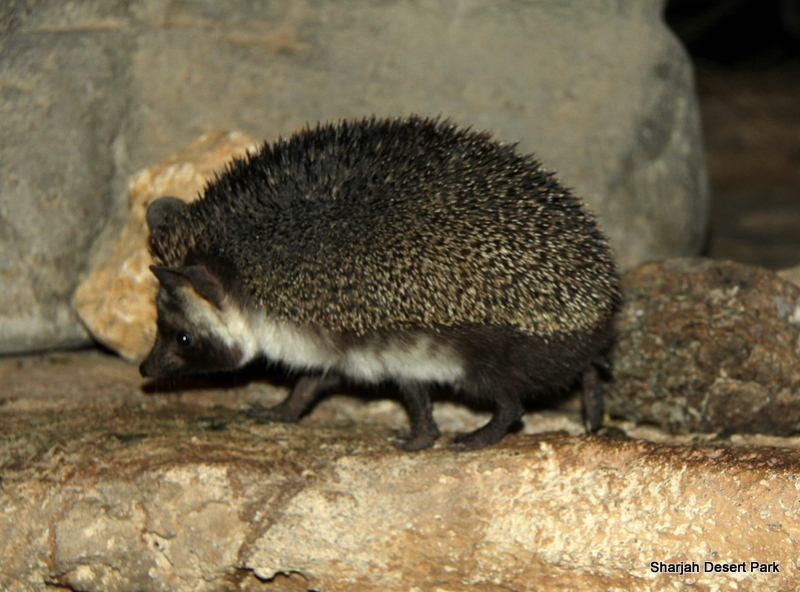 desert hedgehog (Paraechinus aethiopicus) Sept 2018