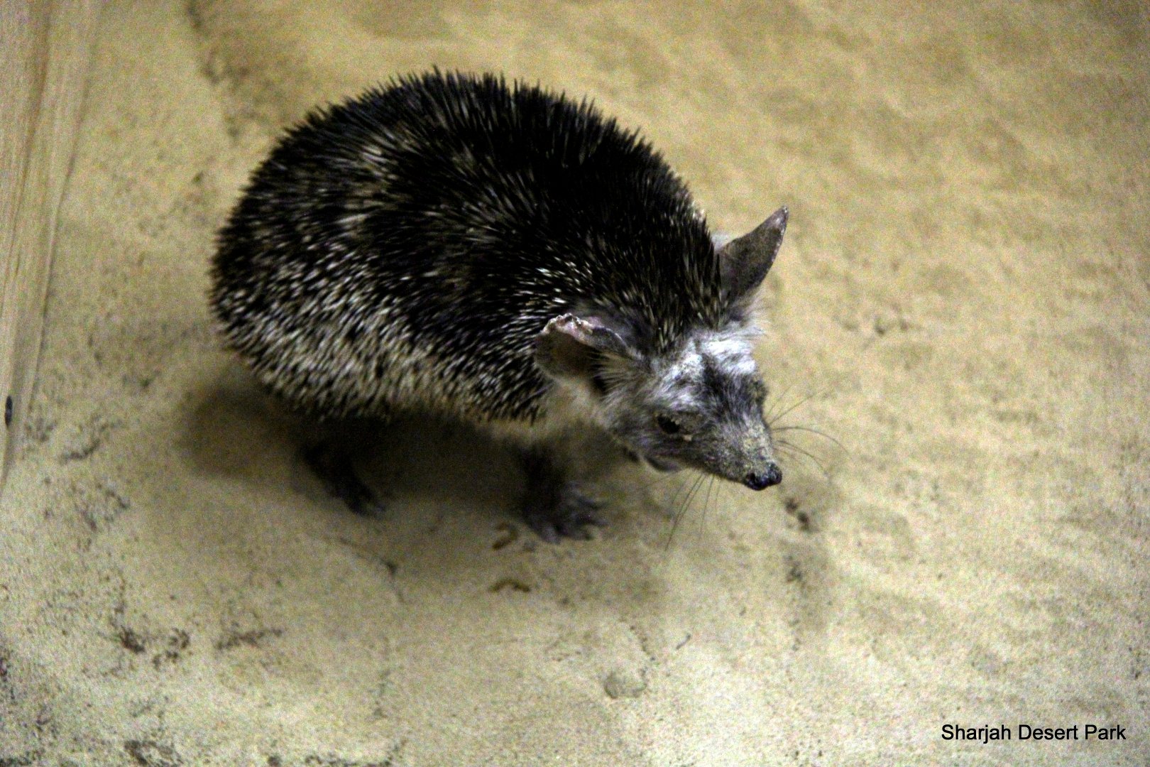 desert hedgehog (Paraechinus aethiopicus) Sept 2018