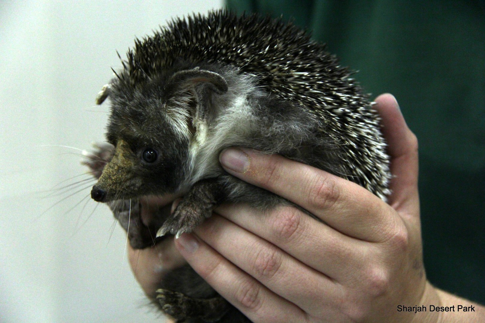 desert hedgehog (Paraechinus aethiopicus) Sept 2018