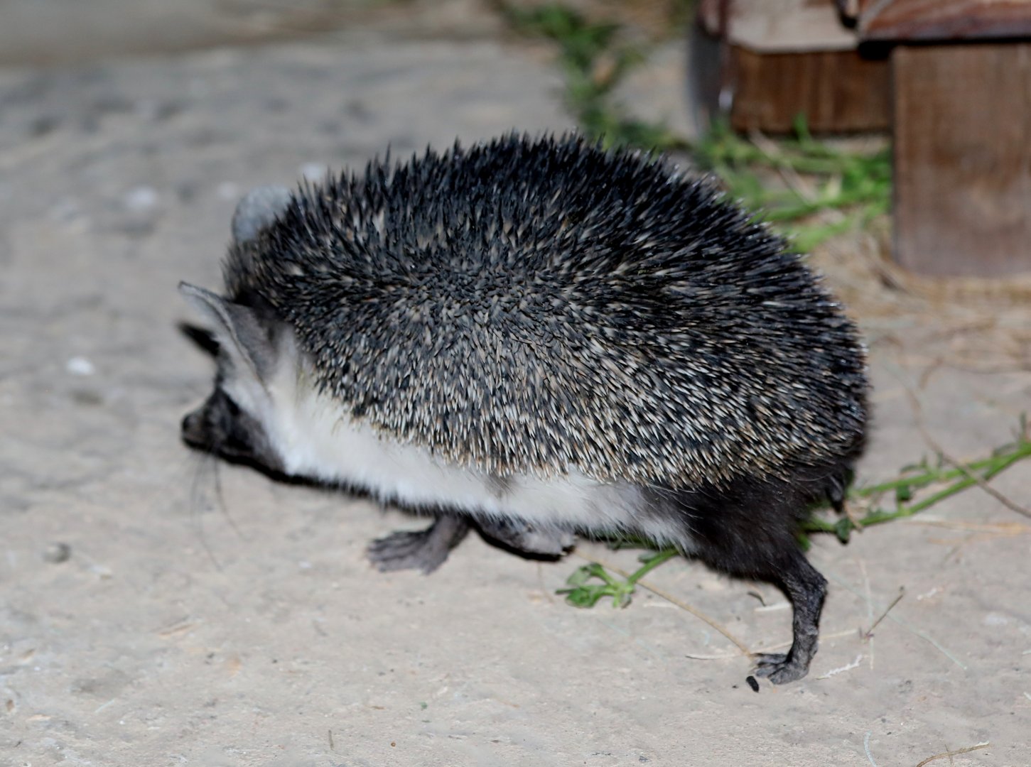 desert hedgehog (Paraechinus aethiopicus)