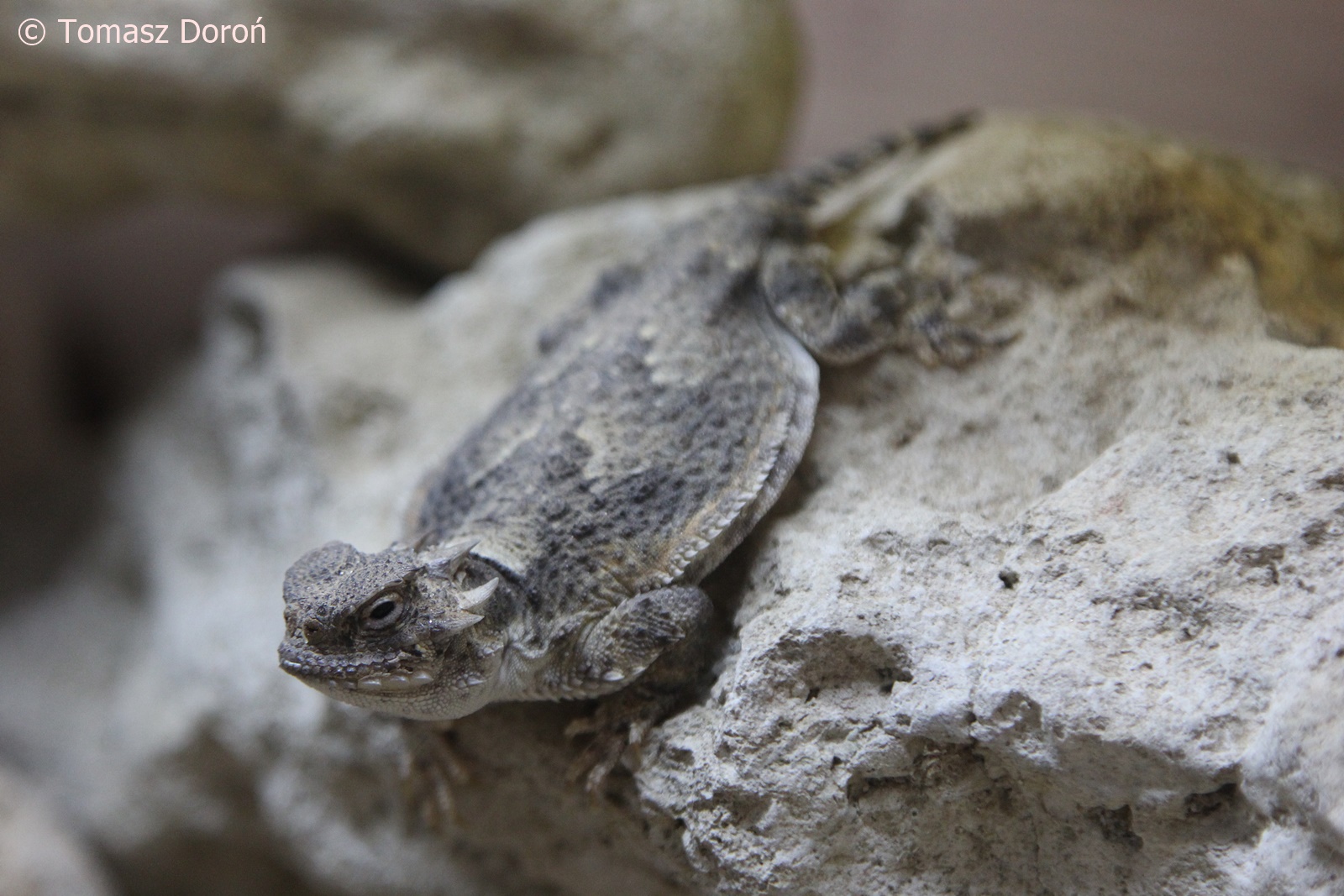 Desert Horned Lizard (Phrynosoma platyrhinos); December 2017