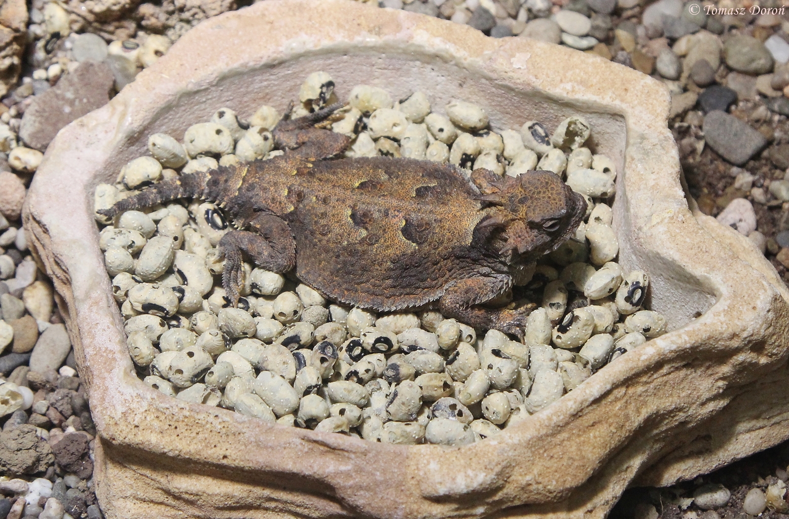 Desert Horned Lizard (Phrynosoma platyrhinos), October 2014