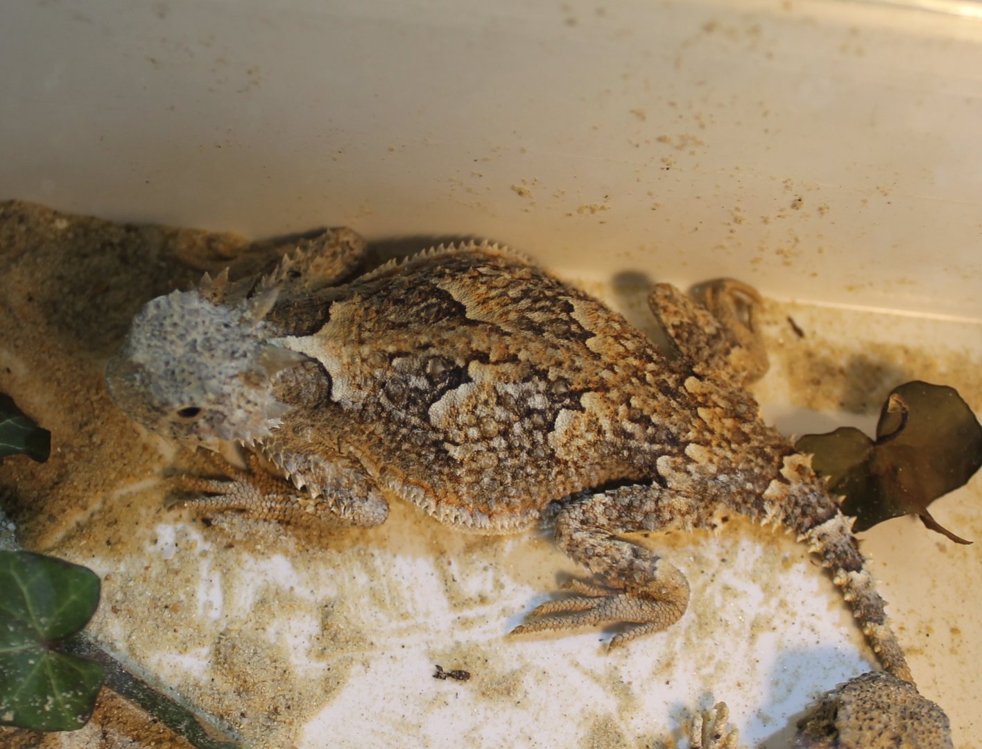 Desert horned lizard - Phrynosoma platyrhinos