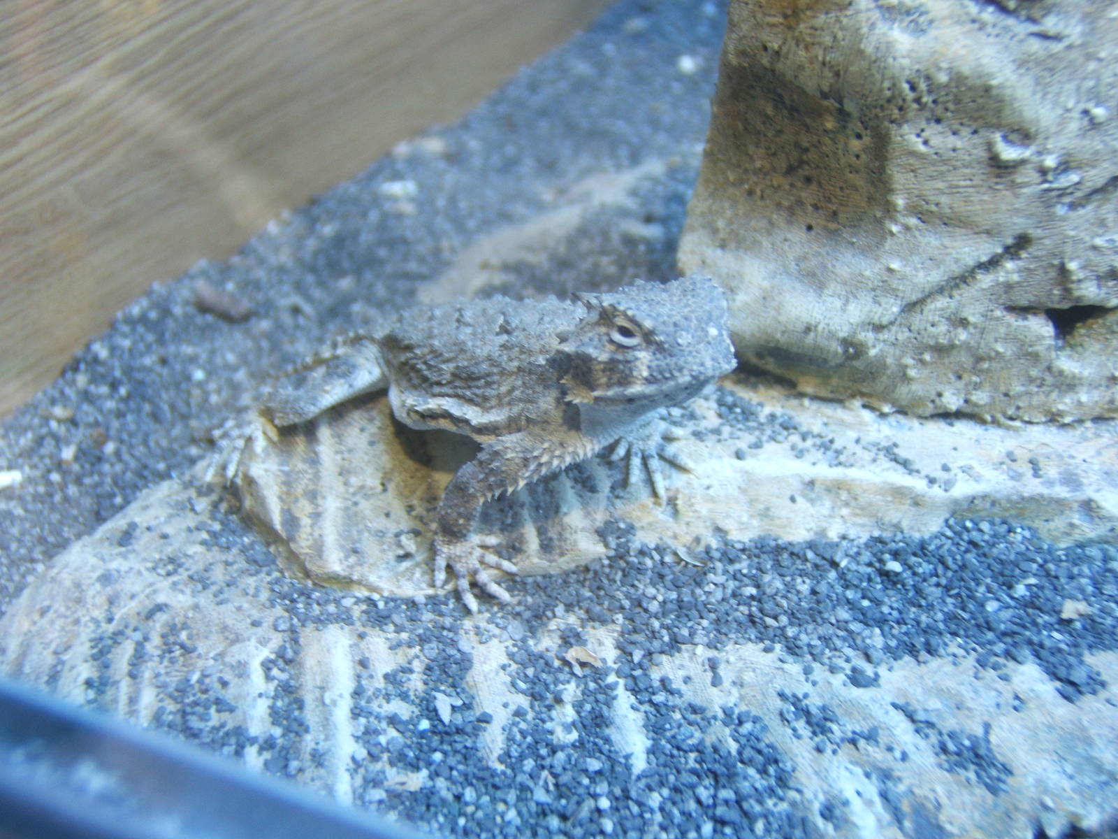 Desert Horned Lizard (Phyrnosoma platyrhinos)
