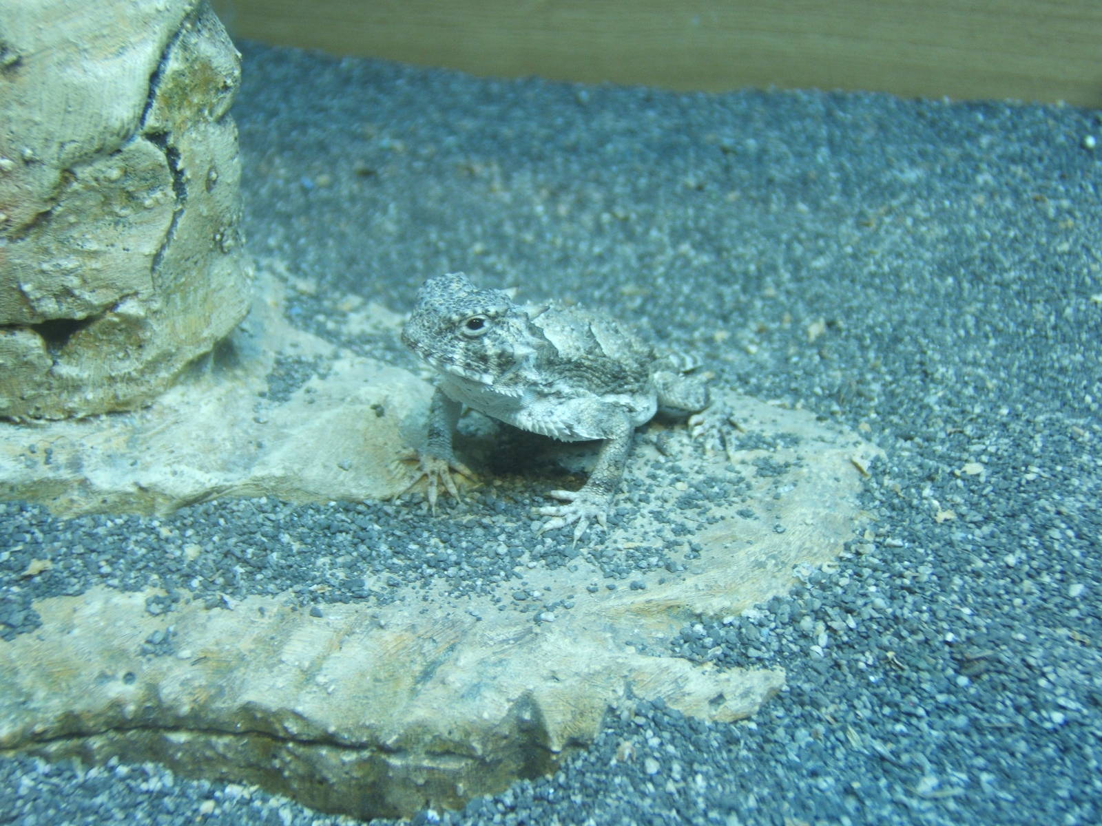 Desert Horned Lizard (Phyrnosoma platyrhinos)