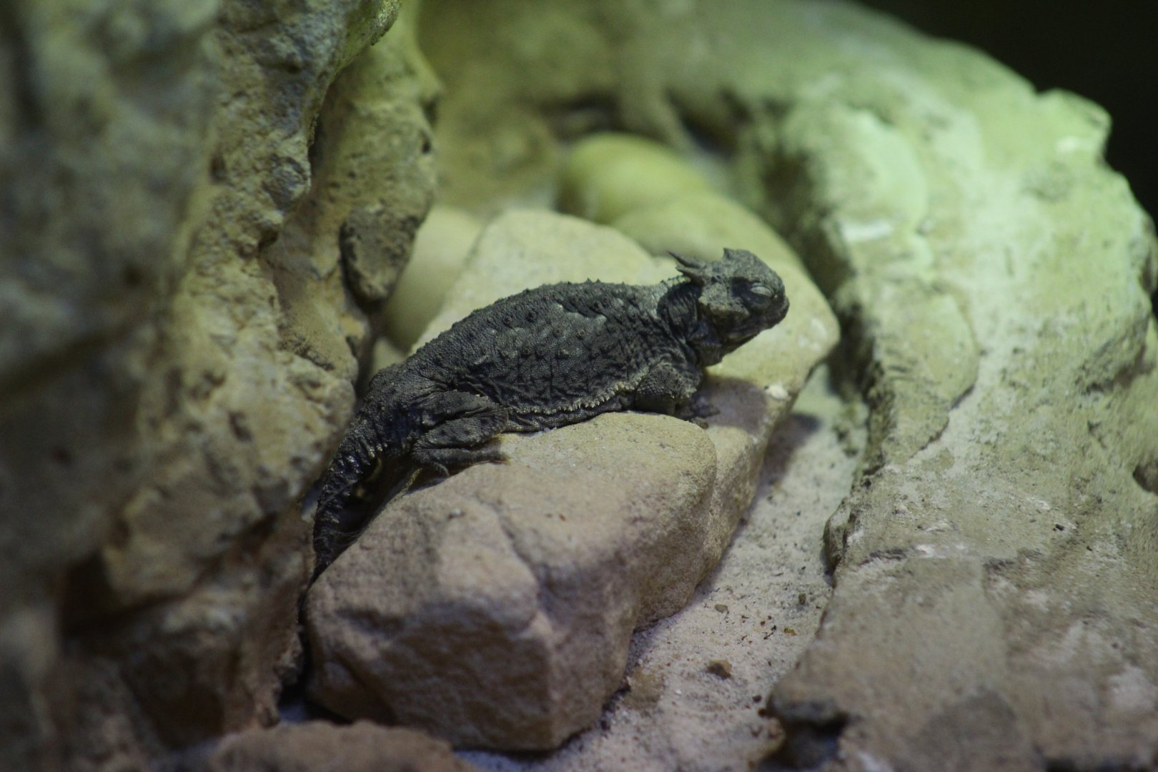 Desert Horned Lizard