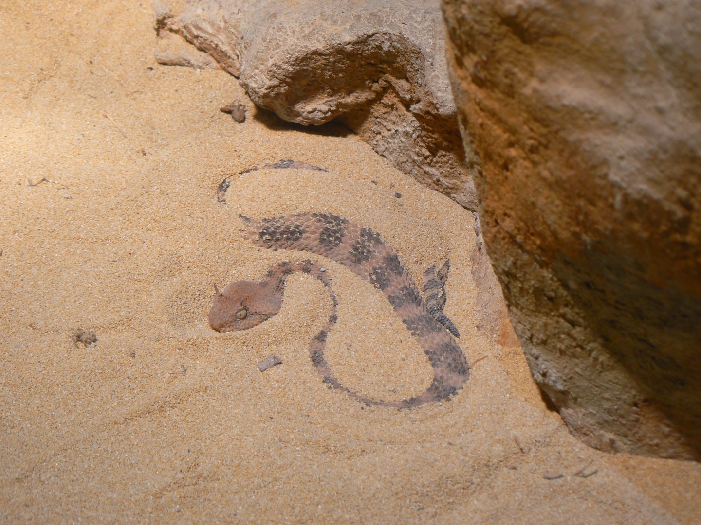 Desert Horned Viper - 27 June 2018
