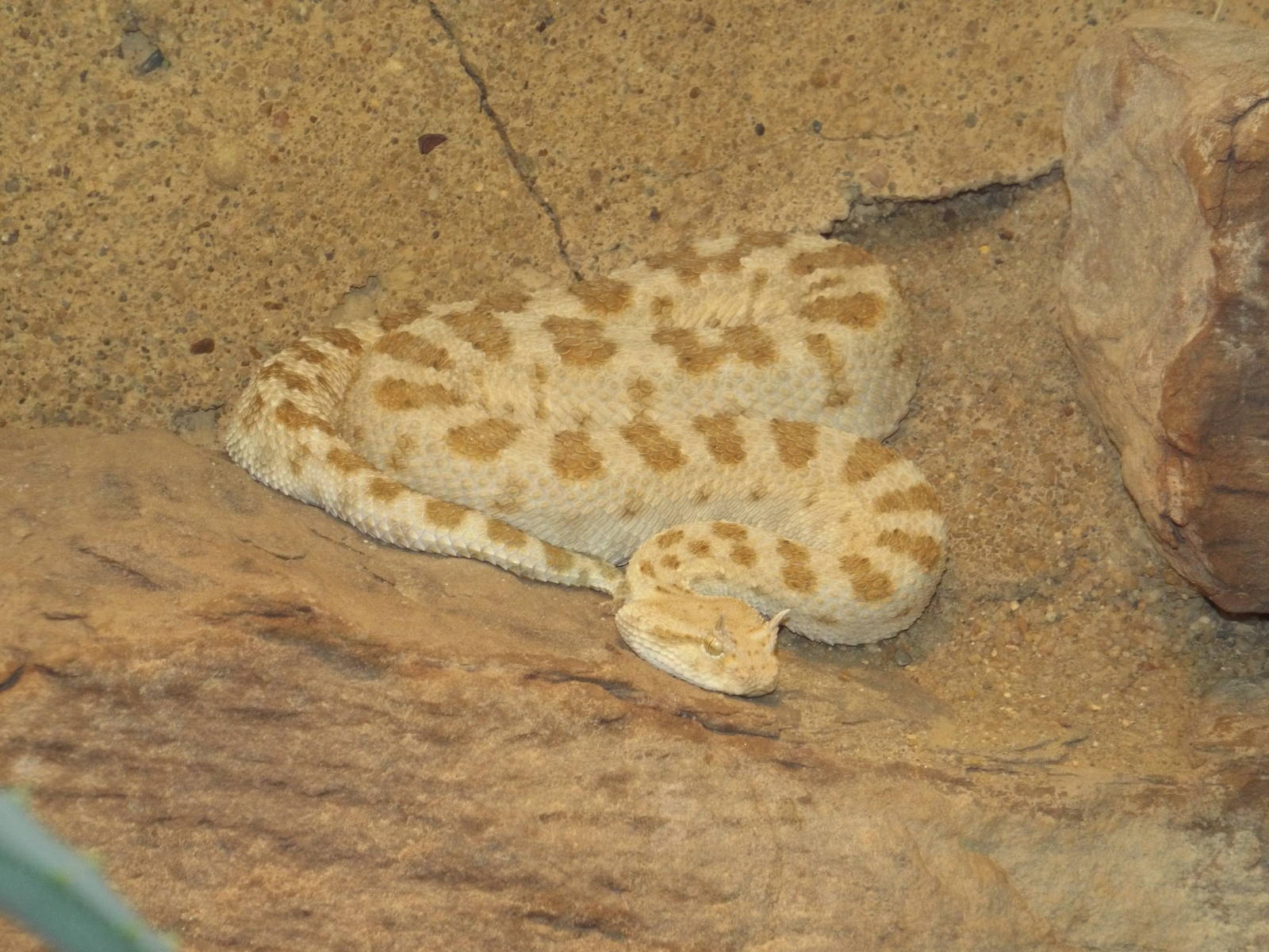 Desert Horned Viper (Cerastes cerastes) at Wilhelma - April 10th 2015
