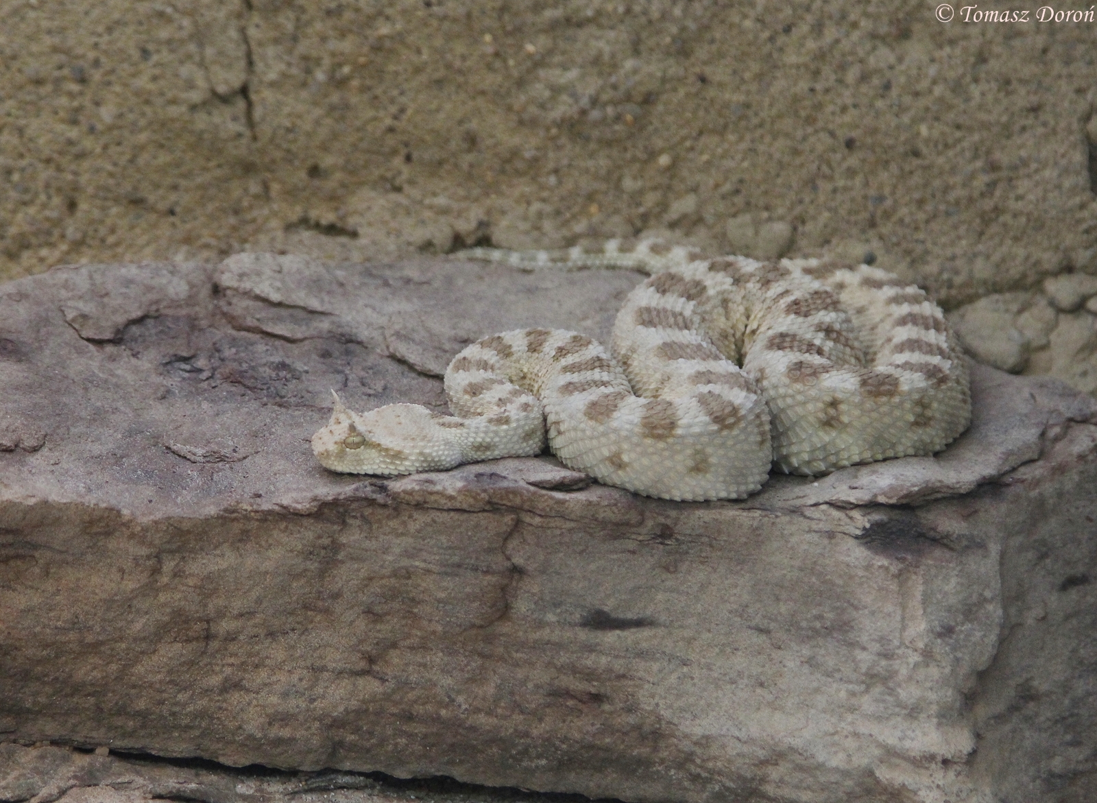 Desert Horned Viper (Cerastes cerastes), October 2014