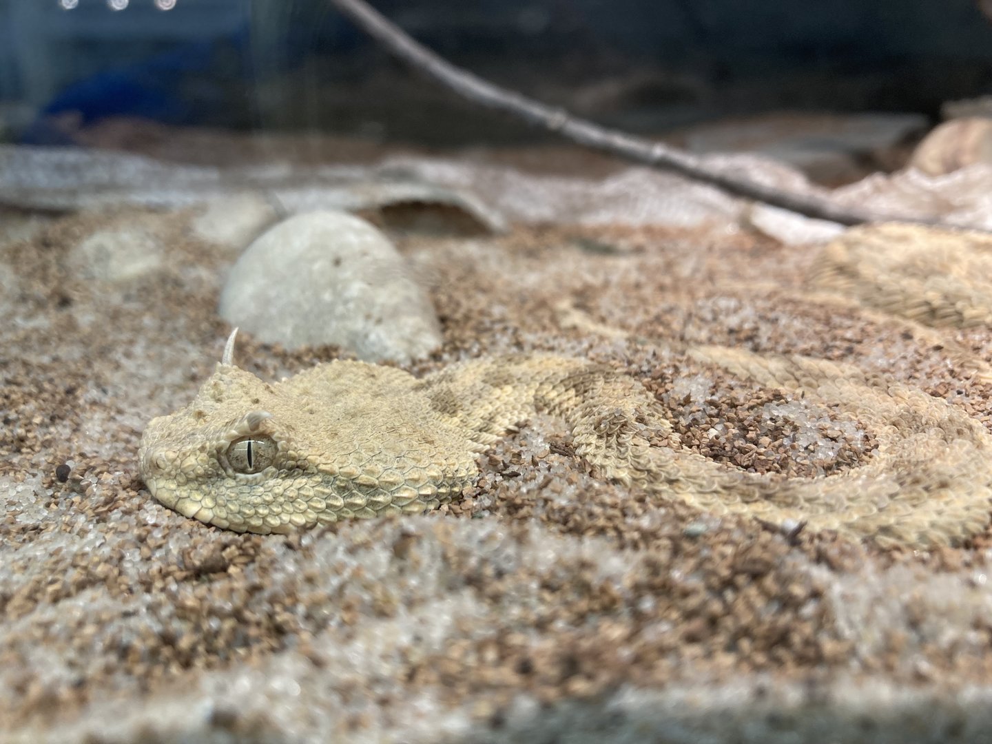 Desert Horned Viper (Cerastes cerastes)
