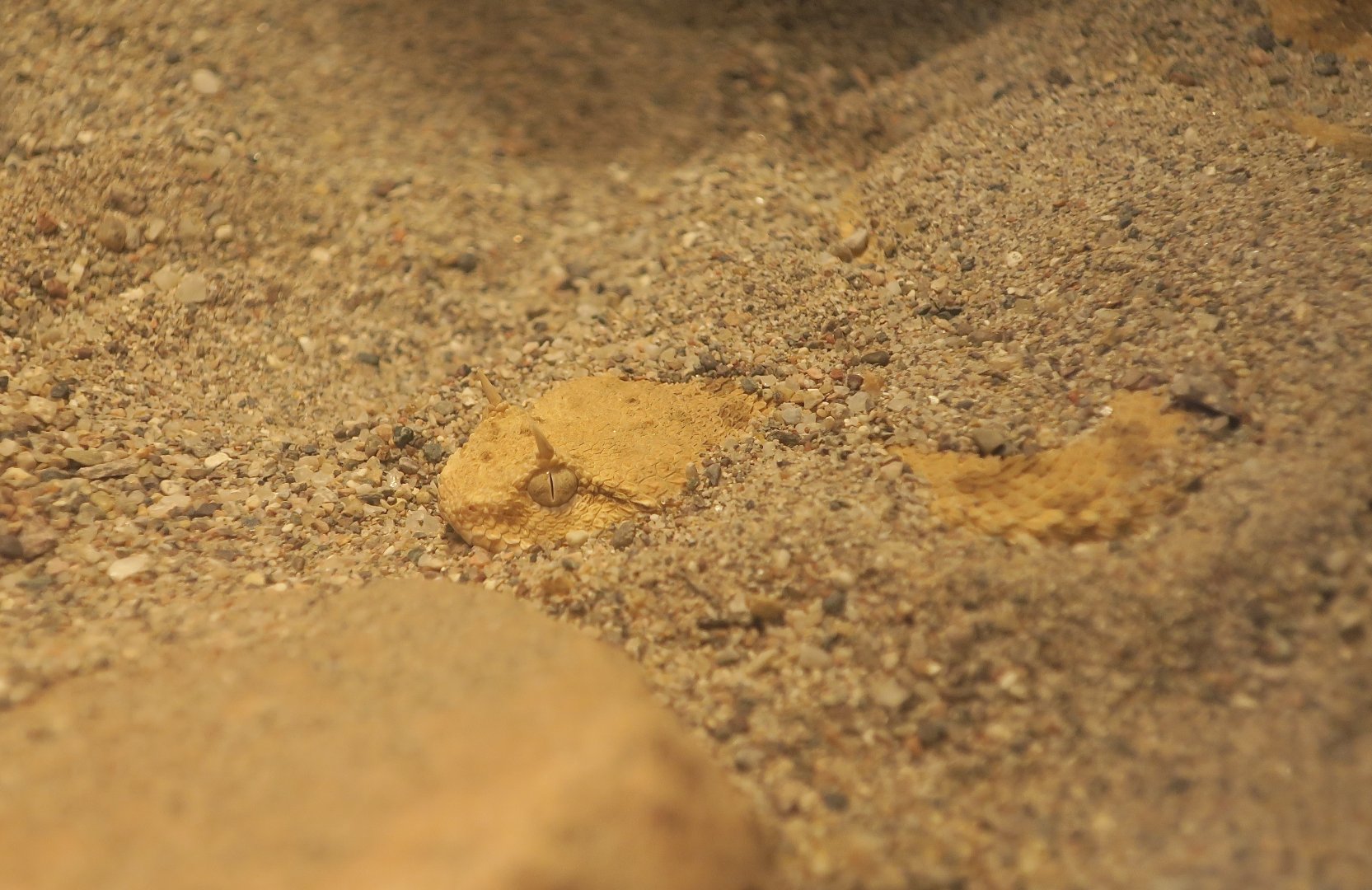 Desert Horned Viper (Cerastes cerastes)