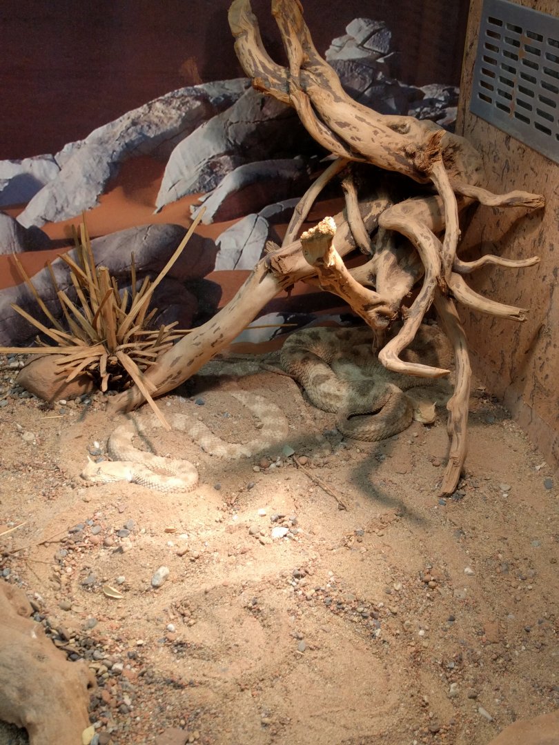 Desert Horned Viper Enclosure