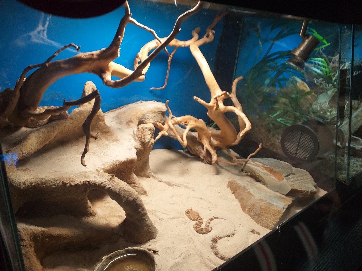 Desert horned viper exhibit -TerraNatura Benidorm (2021)