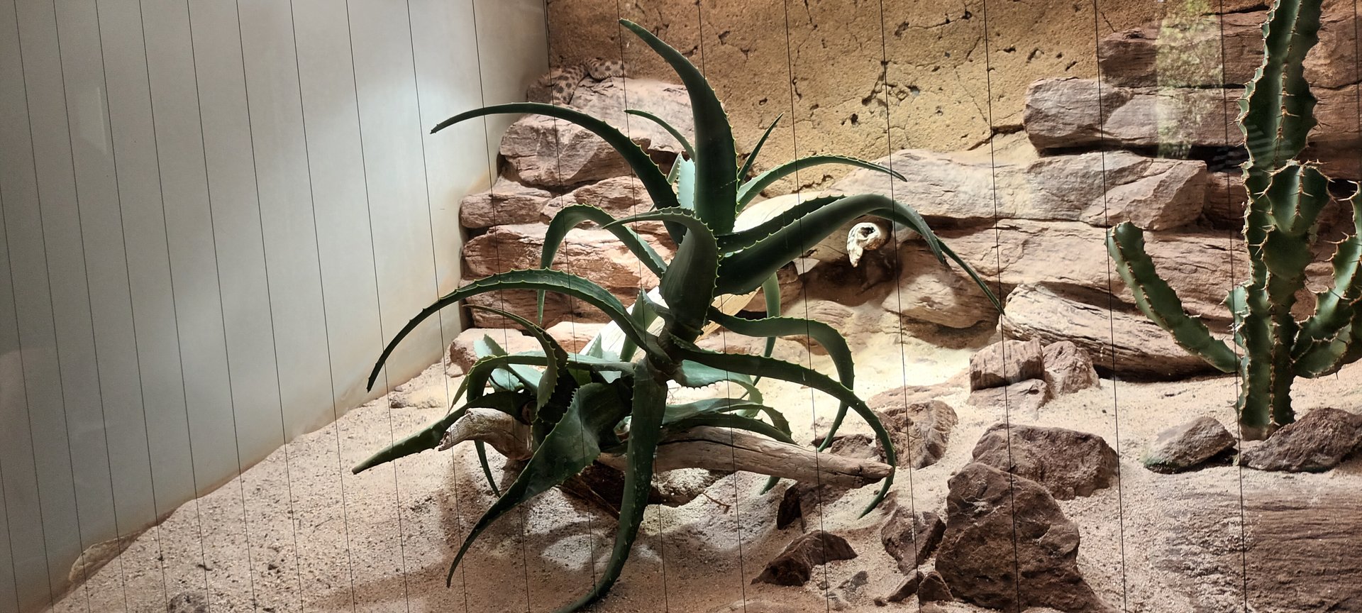 Desert horned Viper Habitat