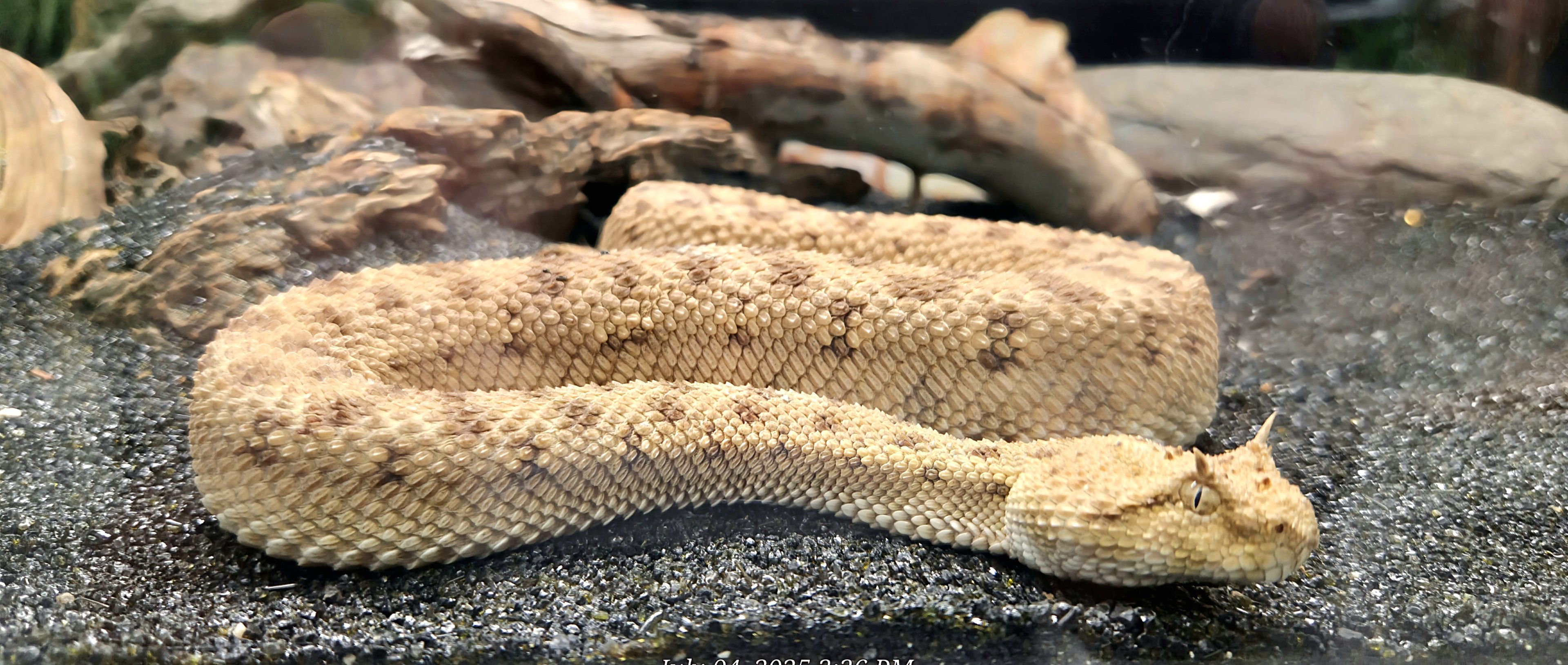 Desert Horned Viper - Reptile Gardens