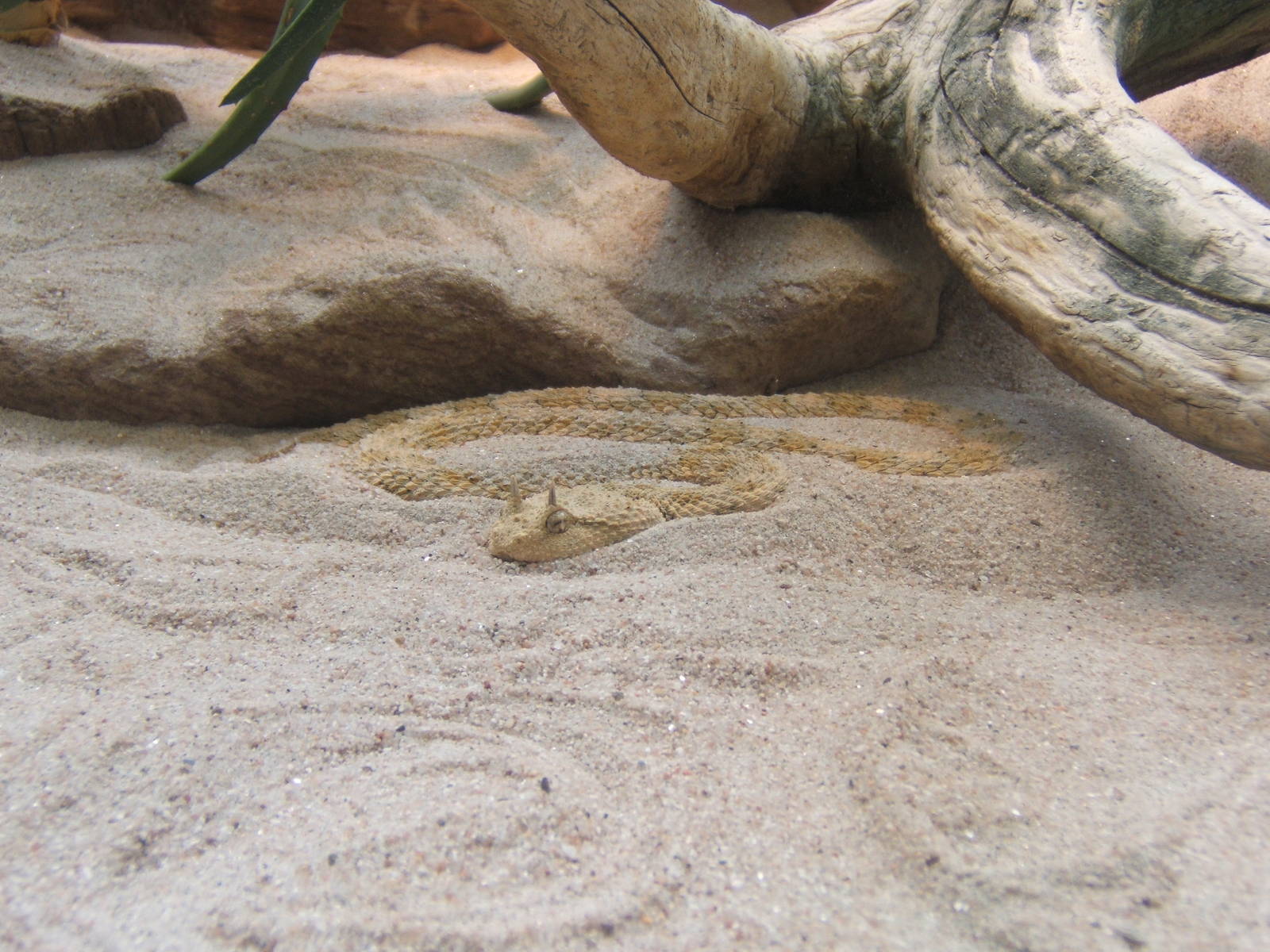 Desert Horned Viper