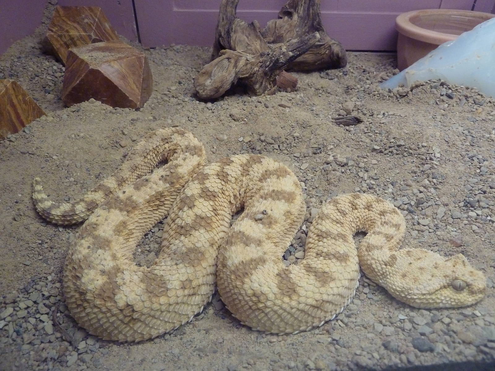 Desert Horned Viper
