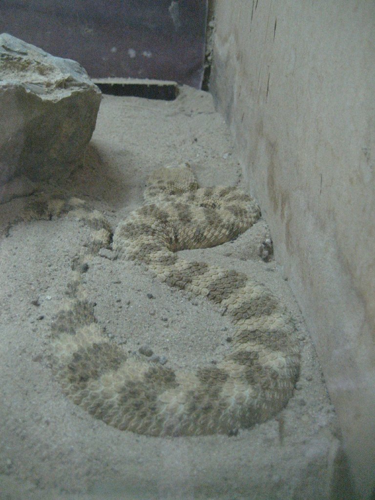Desert Horned Viper