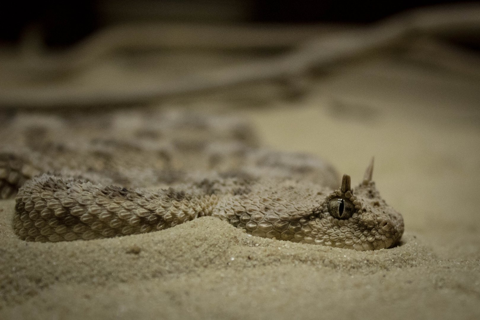 Desert horned viper