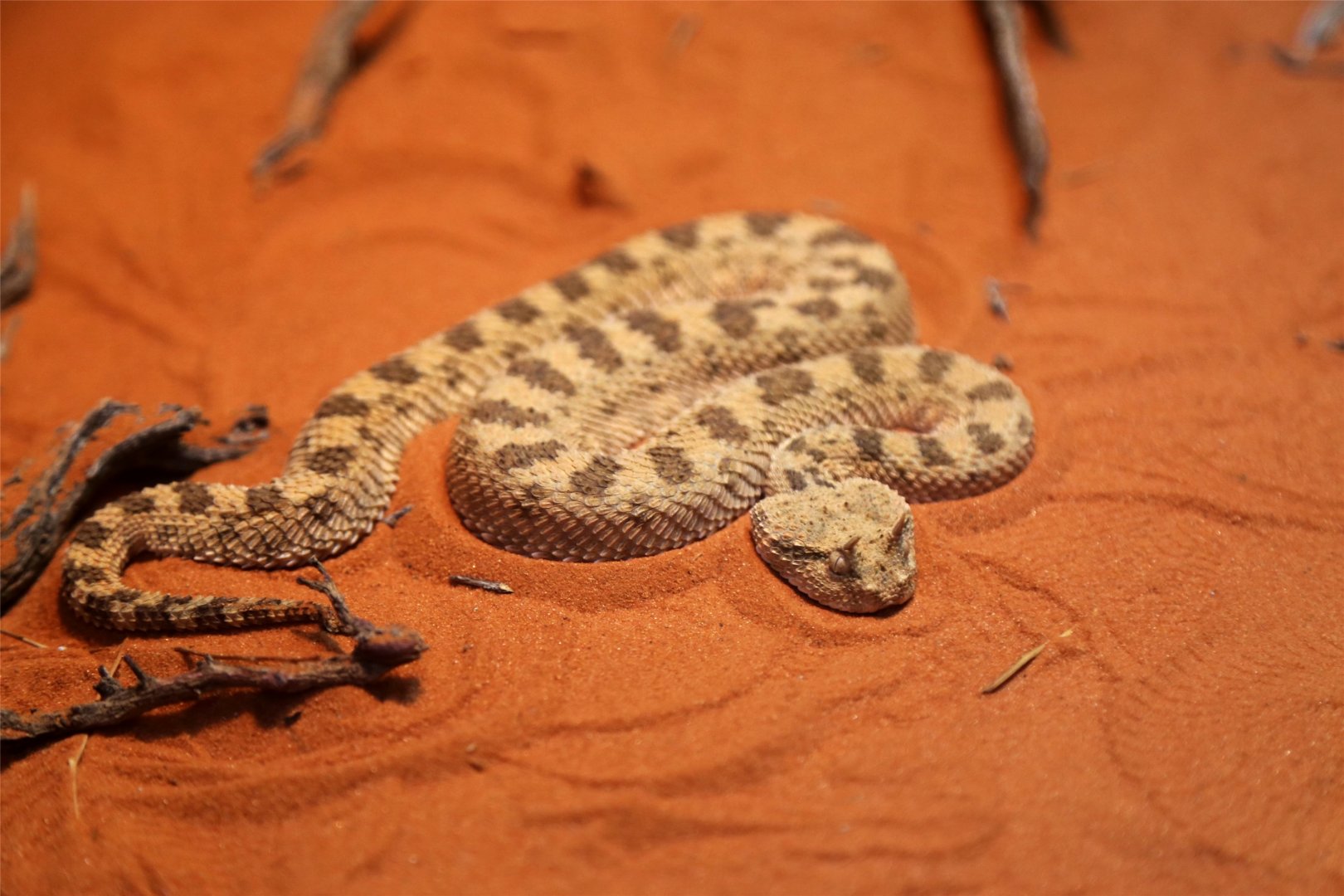 Desert Horned Viper
