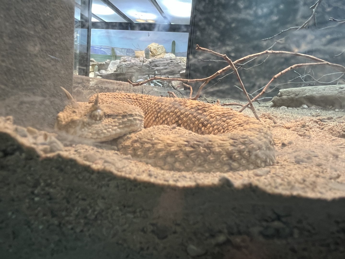 Desert Horned Viper