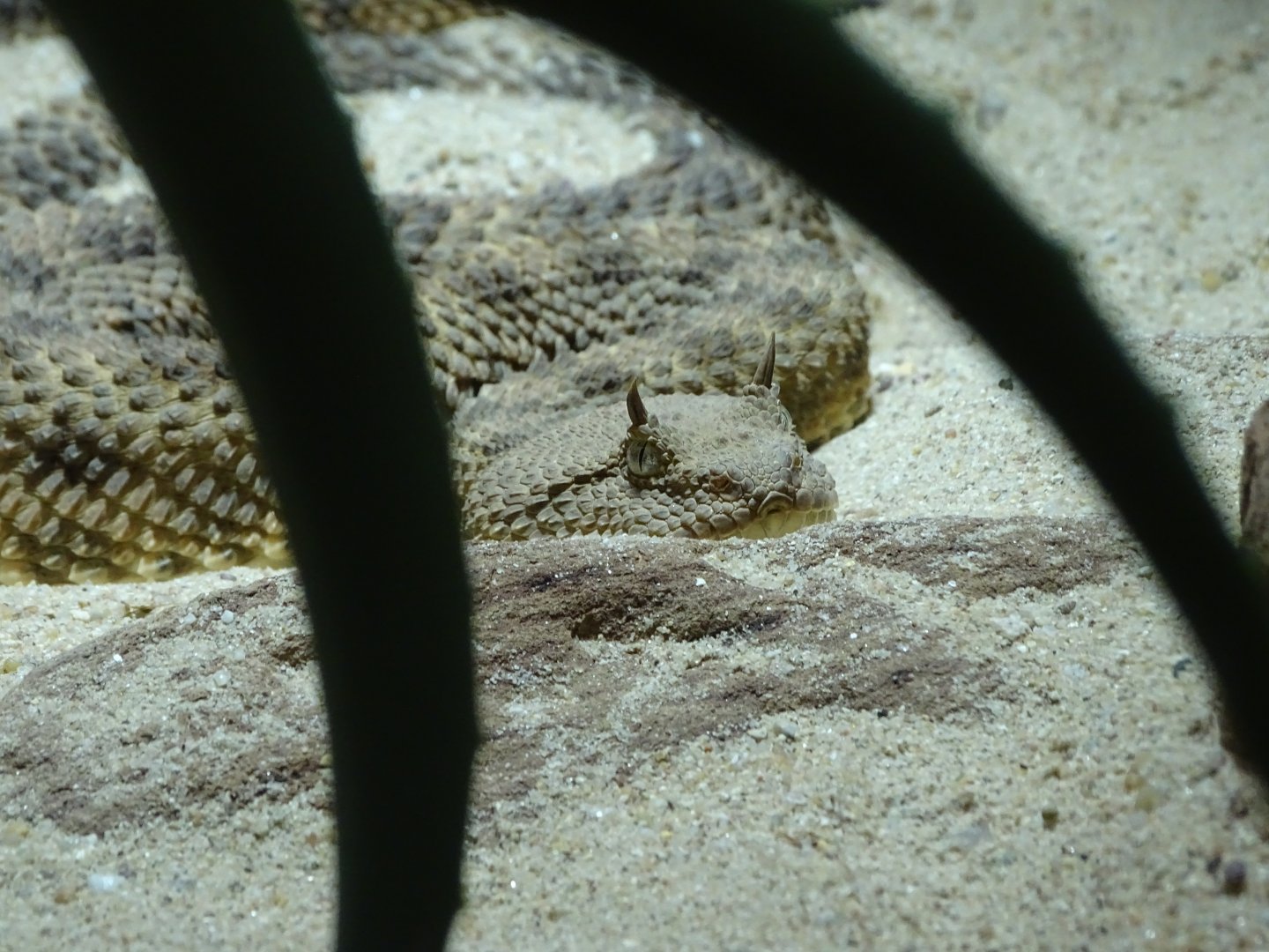 Desert horned viper