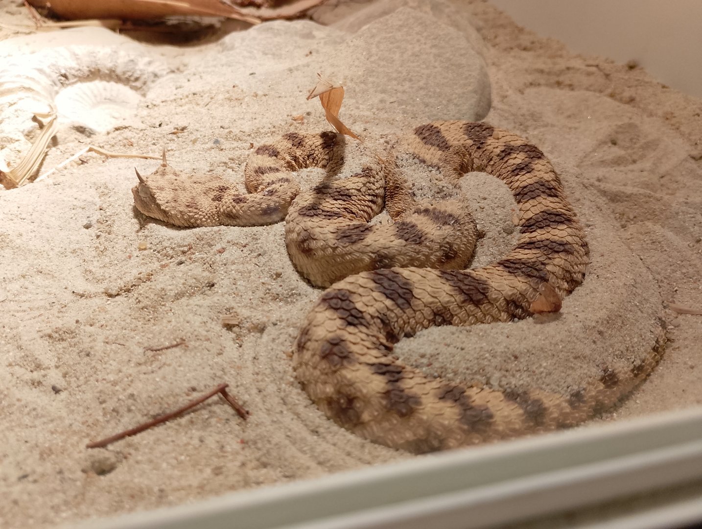 Desert horned viper