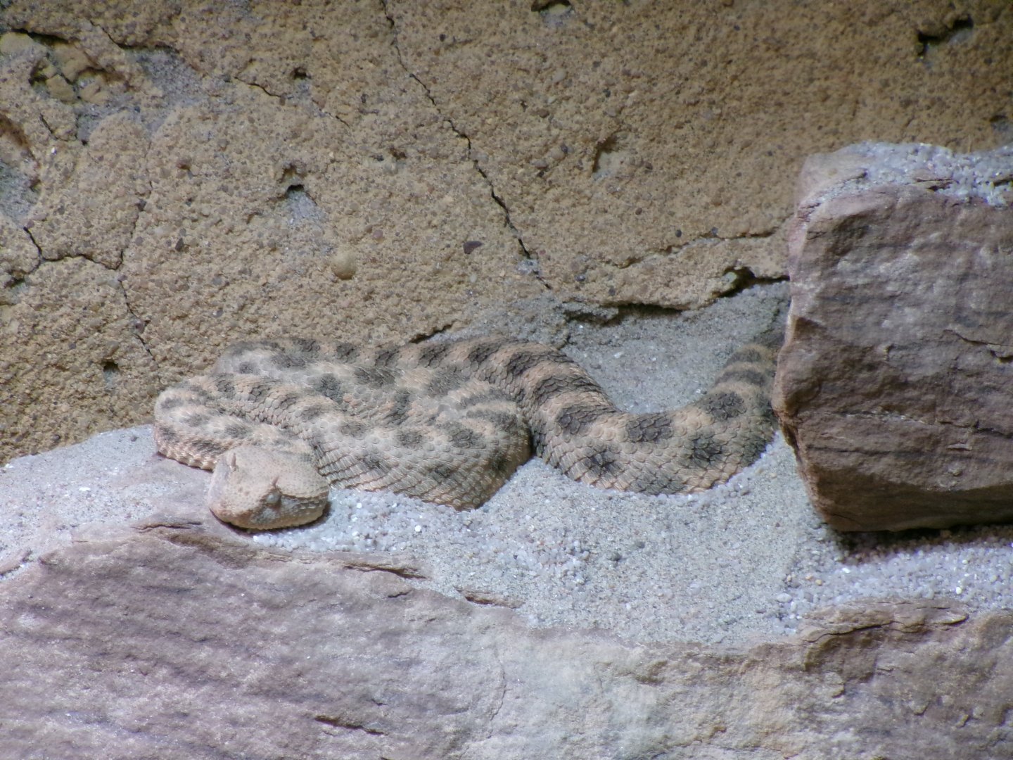 Desert horned viper
