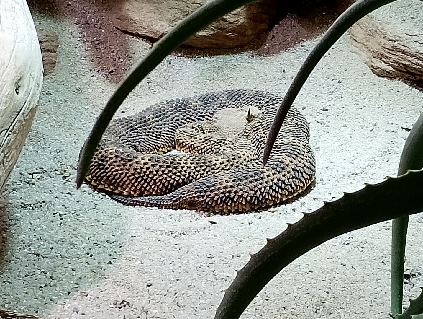 Desert horned viper