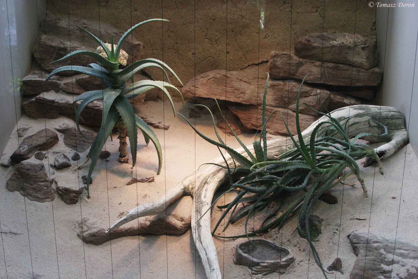 Desert Horned Vipers enclosure