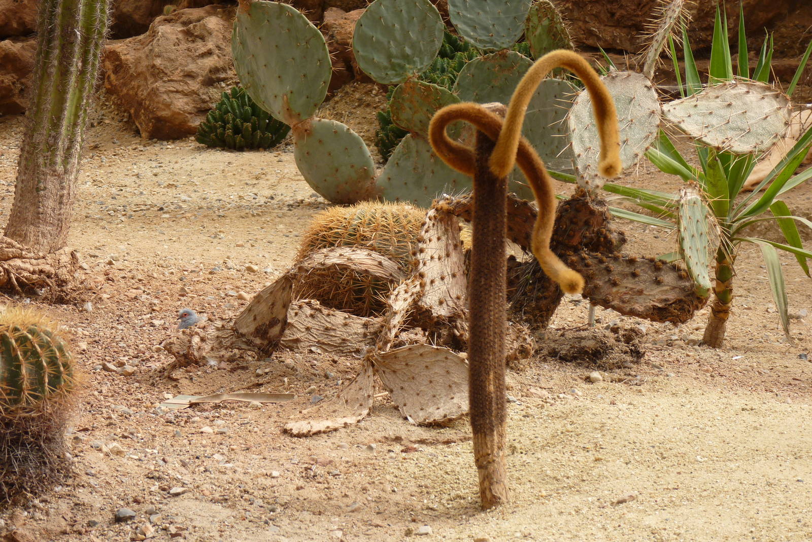 Desert House, April 2016