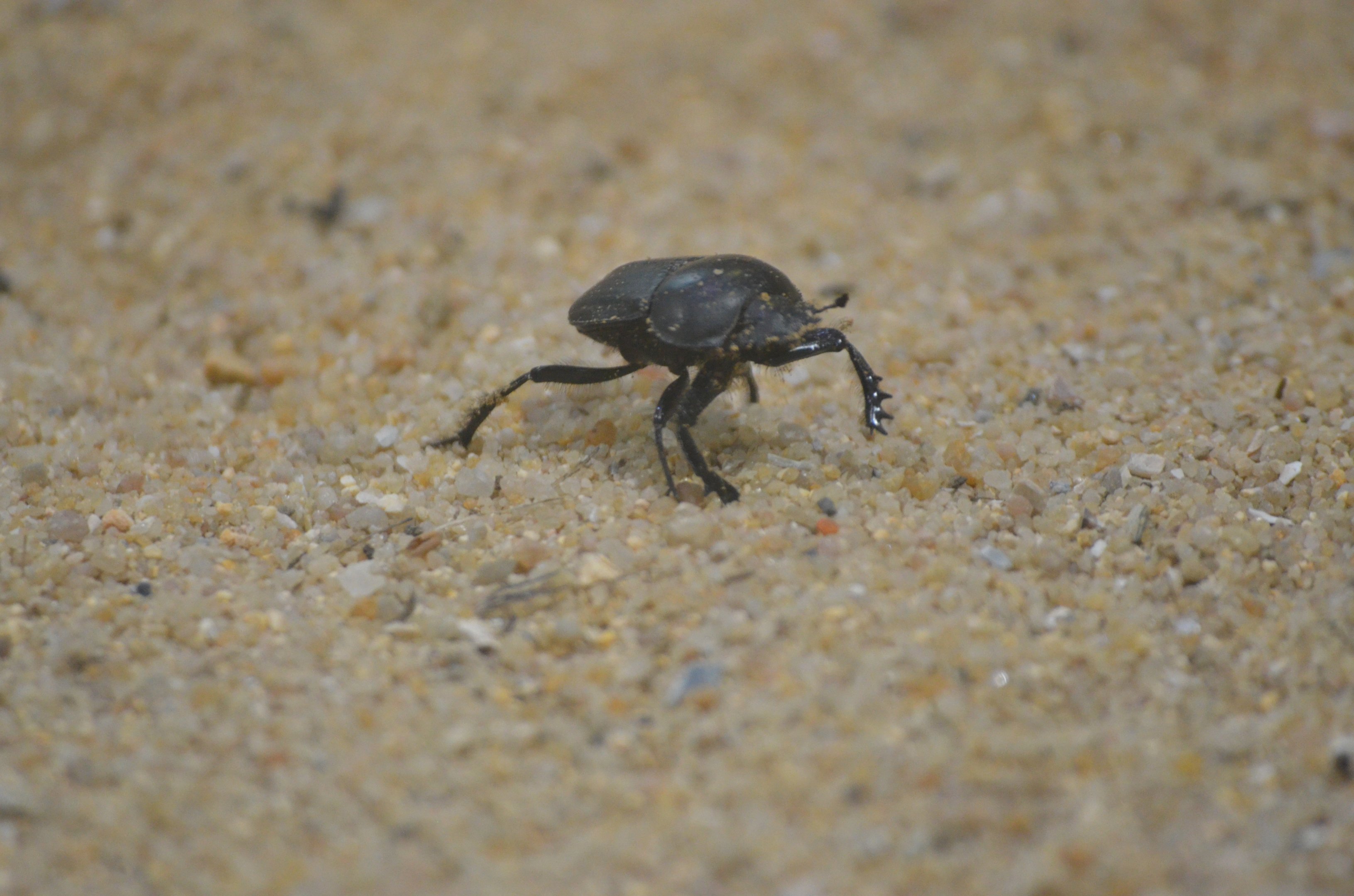 Desert House at Nuremberg, 08/09/19