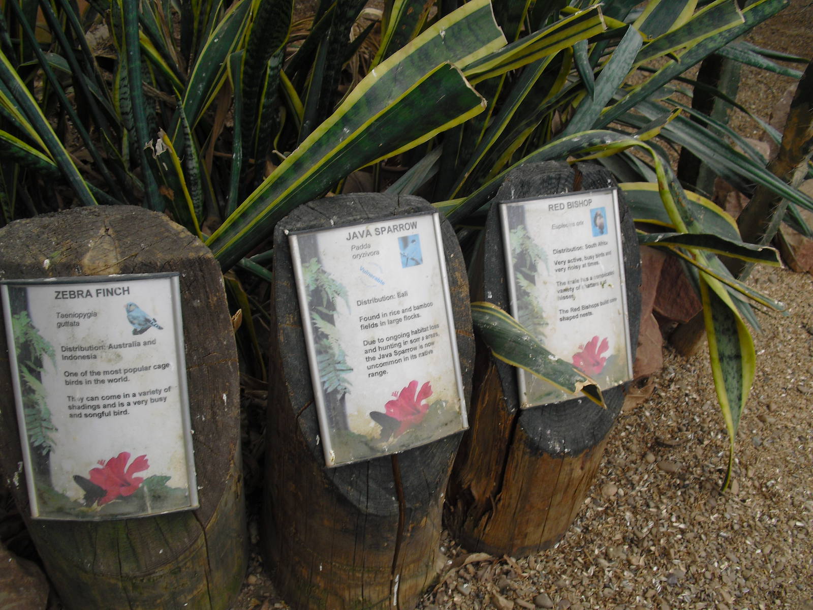 Desert House Bird Signage - 27/10/2011