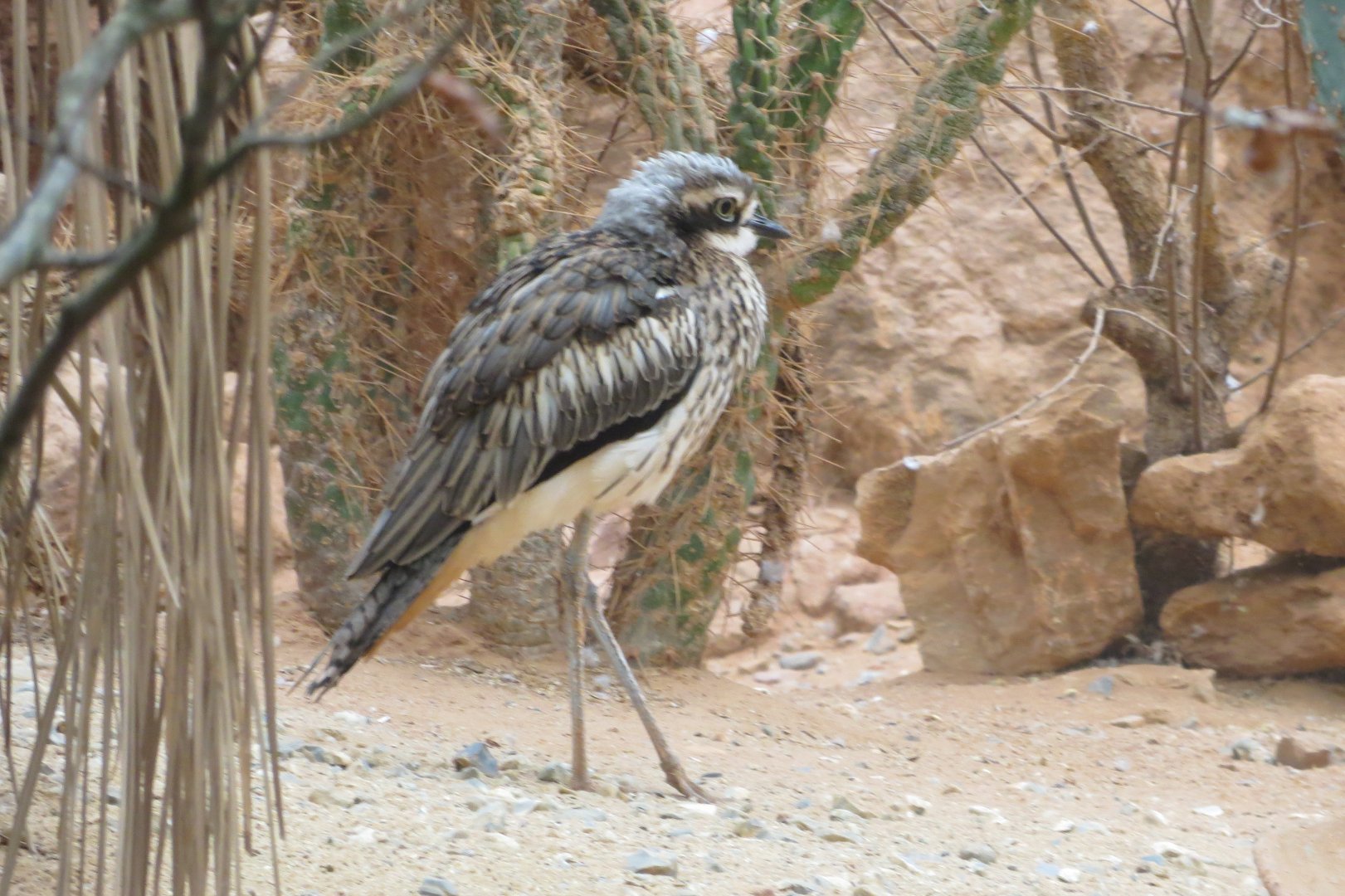 Desert House - Bush thick-knee 050119