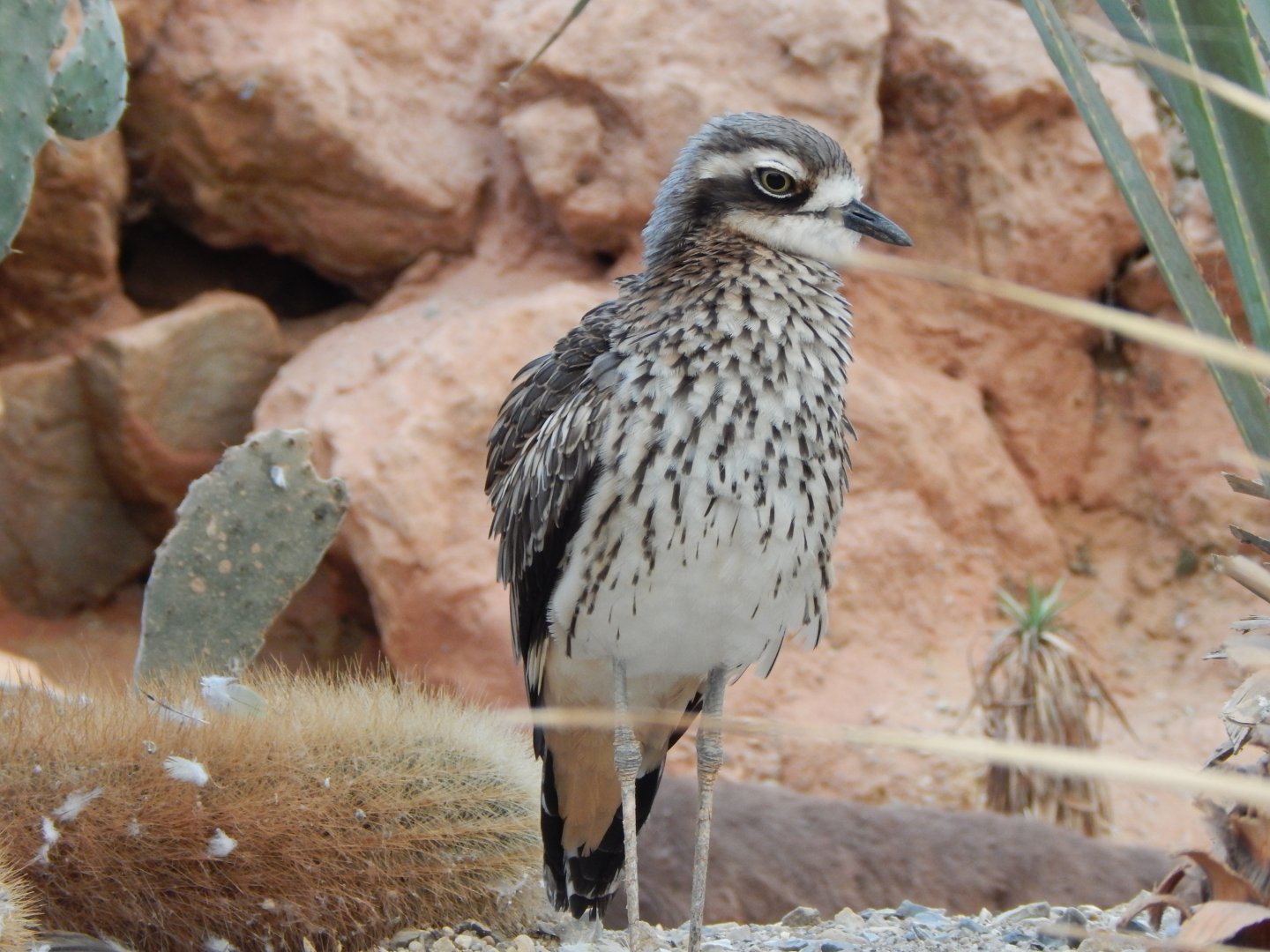 Desert House - Bush Thick-knee 201121
