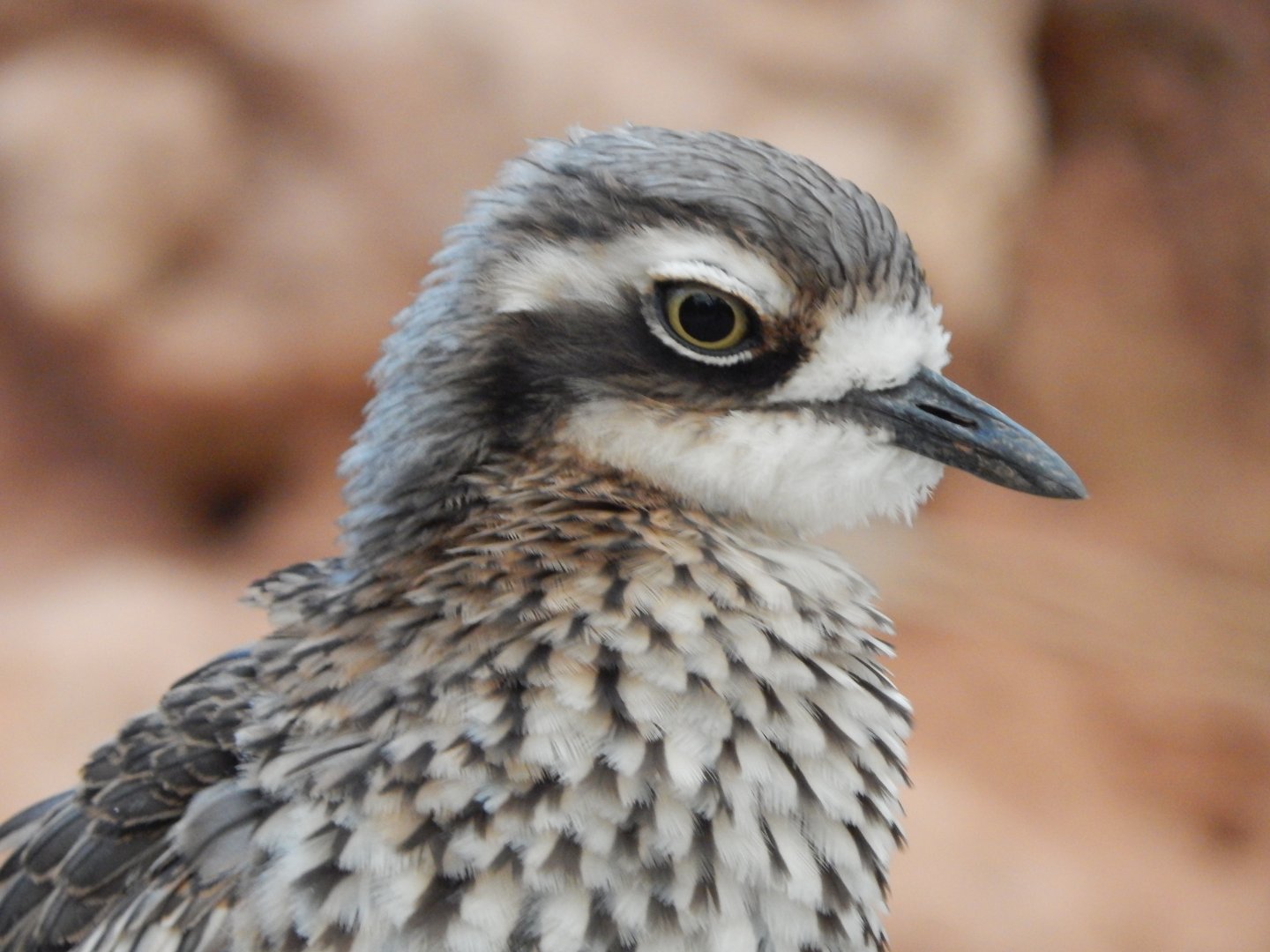 Desert House - Bush thick-knee 201121
