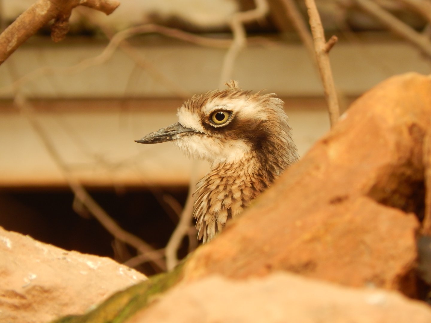 Desert House - Bush thick-knee 240222