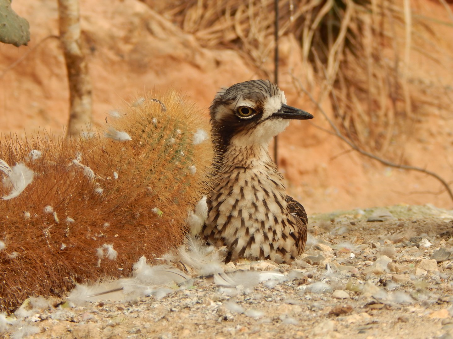 Desert House - Bush thick-knee 290923