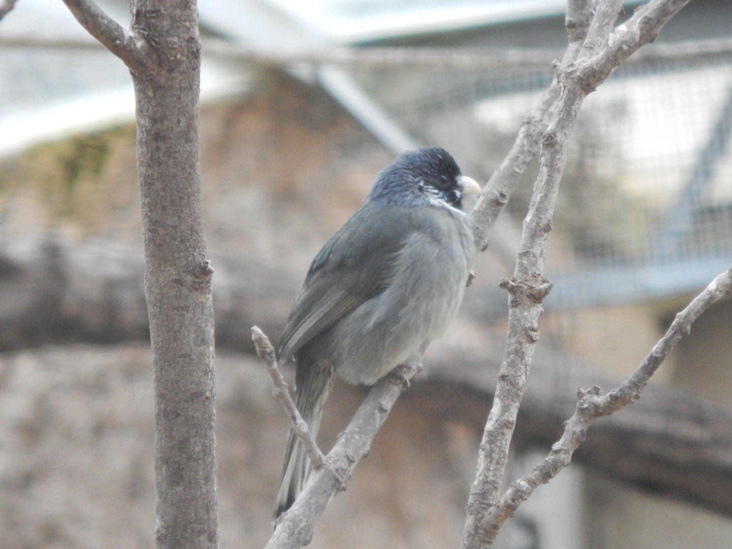 Desert House - Collared finchbill 010323